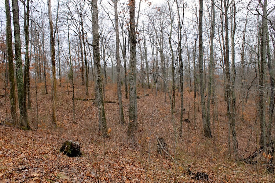 The Tennessean Tract 57 photo 3