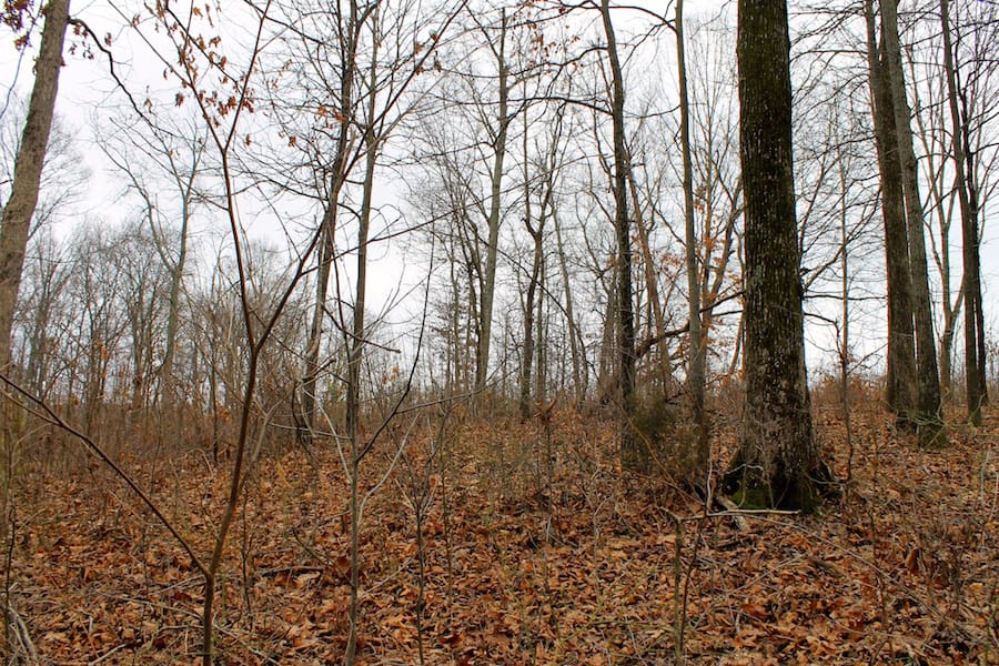 The Tennessean Tract 57 photo 5