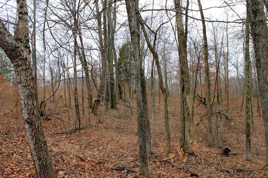 The Tennessean Tract 57 photo 6