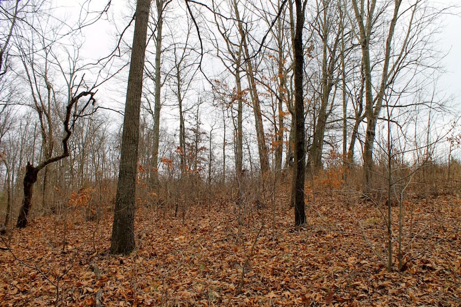 The Tennessean Tract 57 photo 8