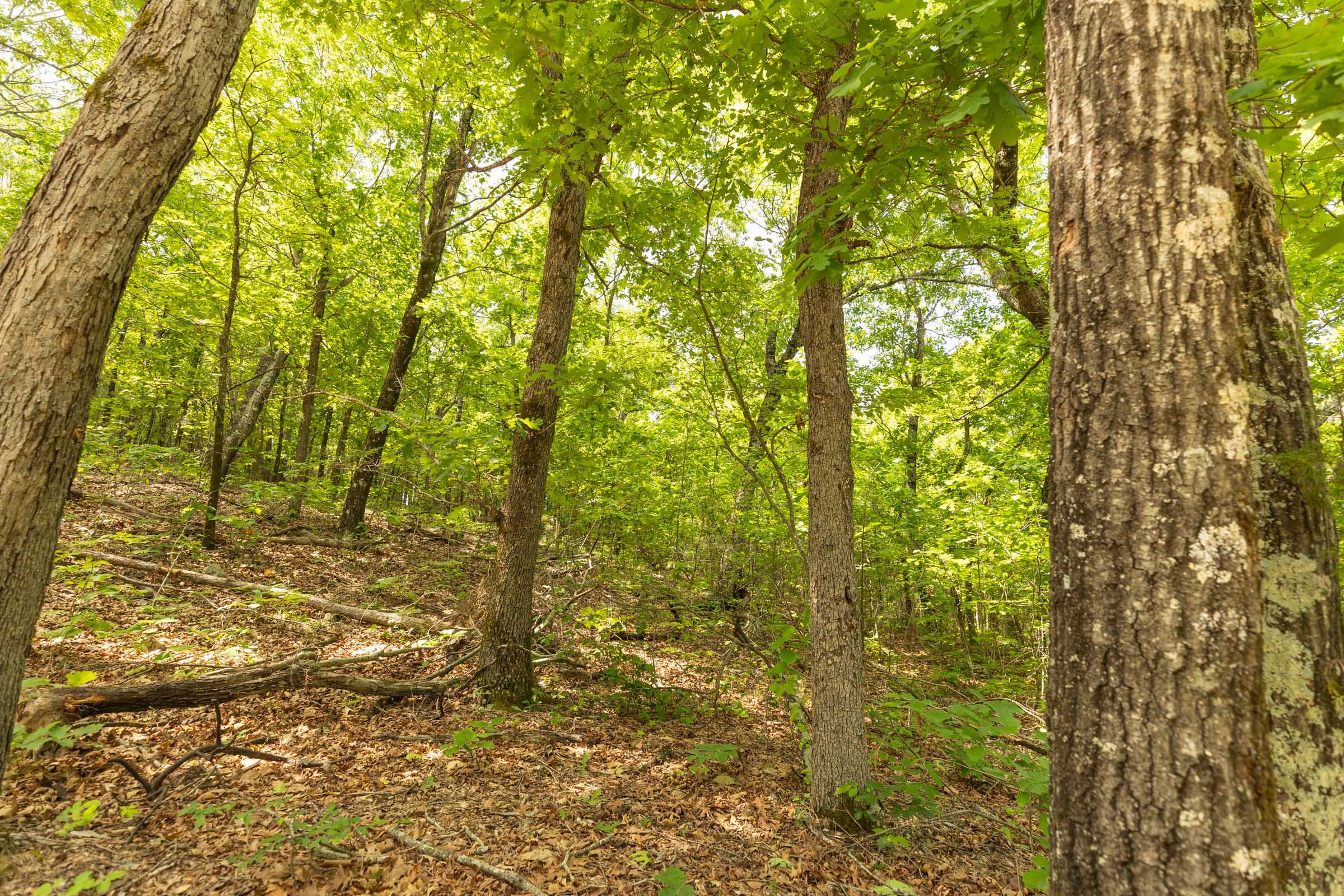 Stone Bridge Reserve Tract 33 photo 15