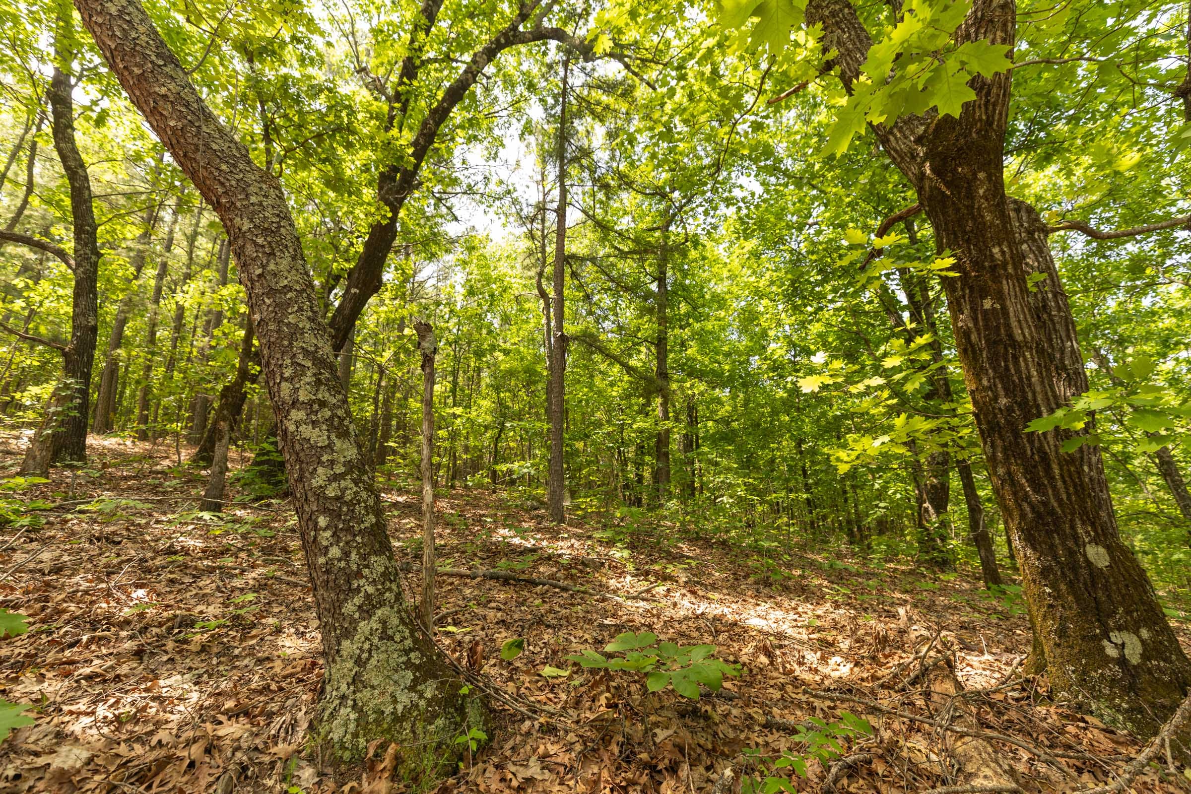 Stone Bridge Reserve Tract 33 photo 13