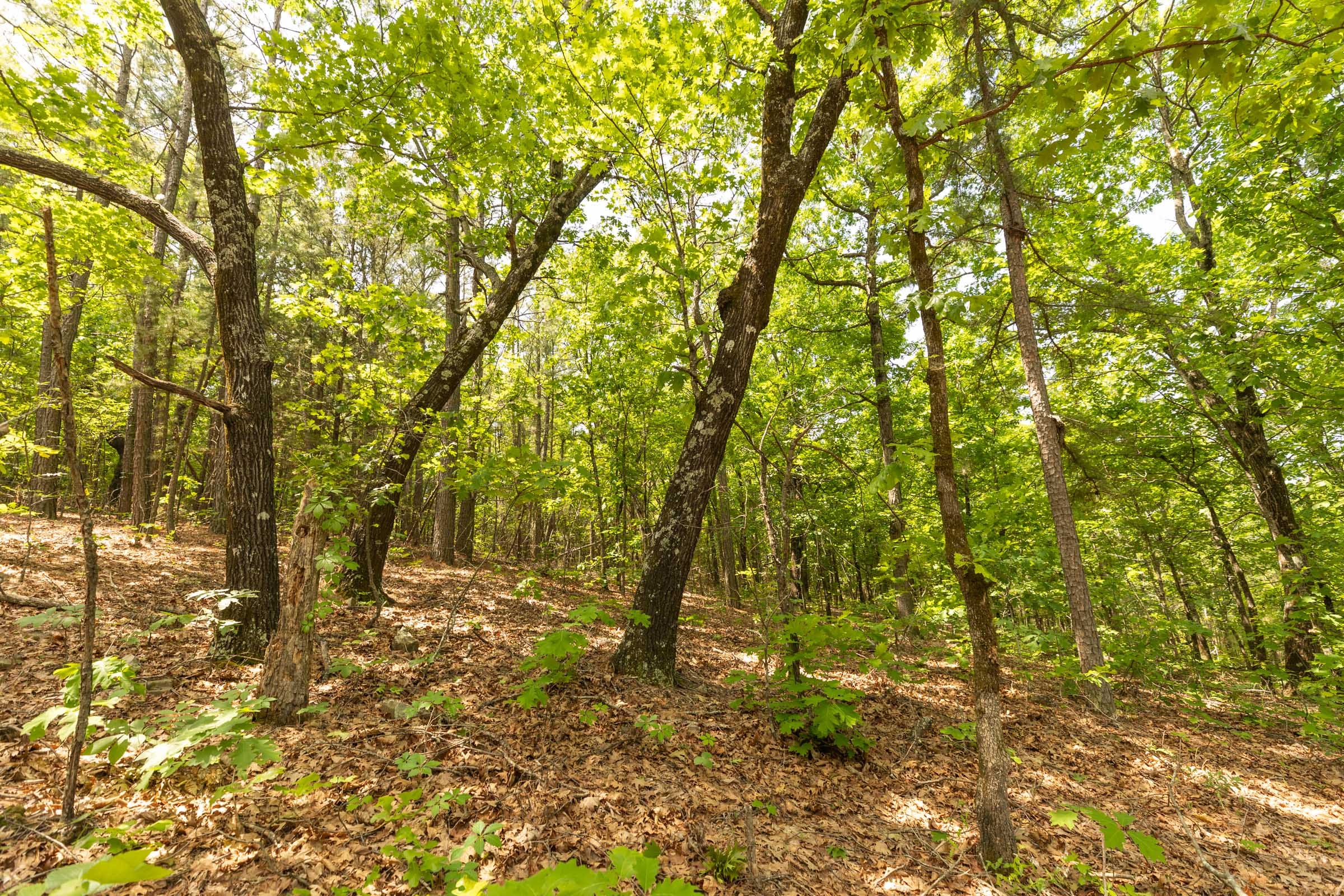 Stone Bridge Reserve Tract 33 photo 12