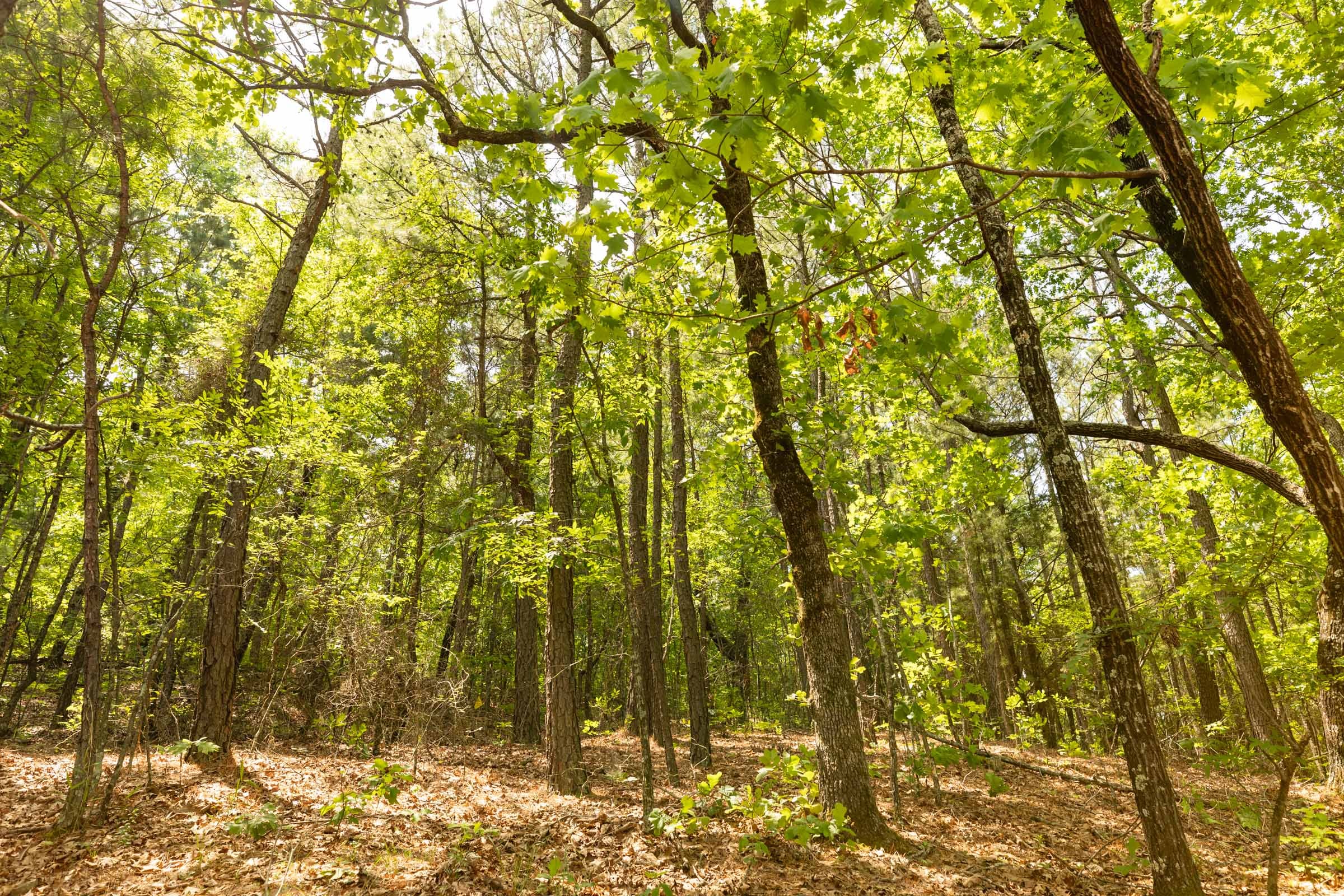 Stone Bridge Reserve Tract 33 photo 7