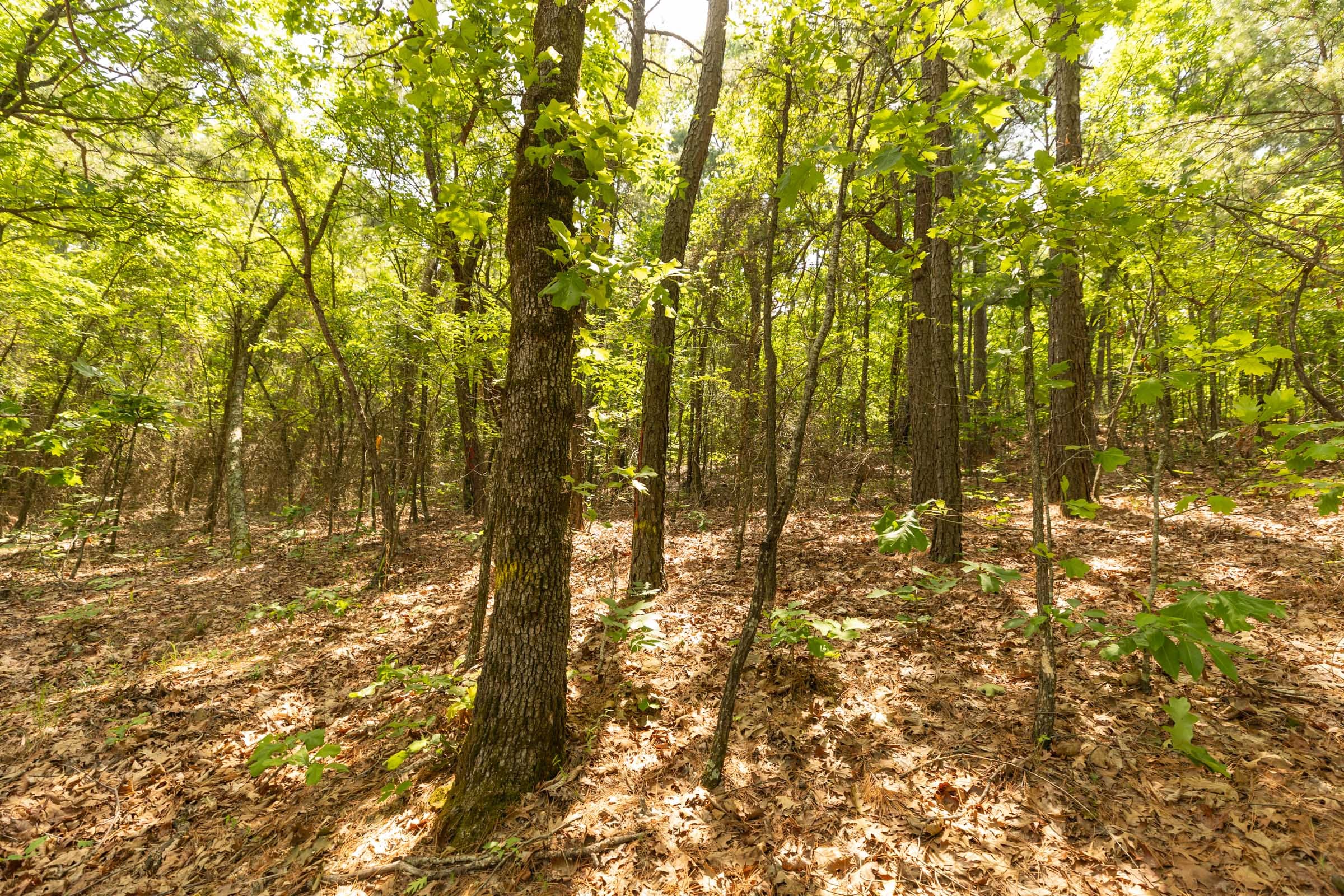 Stone Bridge Reserve Tract 33 photo 4