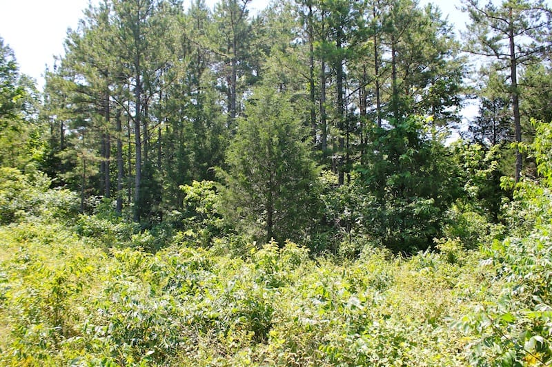 Green Mountain Ranch Tract 36 photo 2