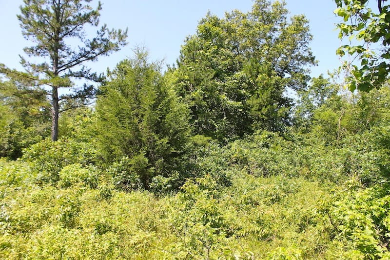 Green Mountain Ranch Tract 36 photo 4