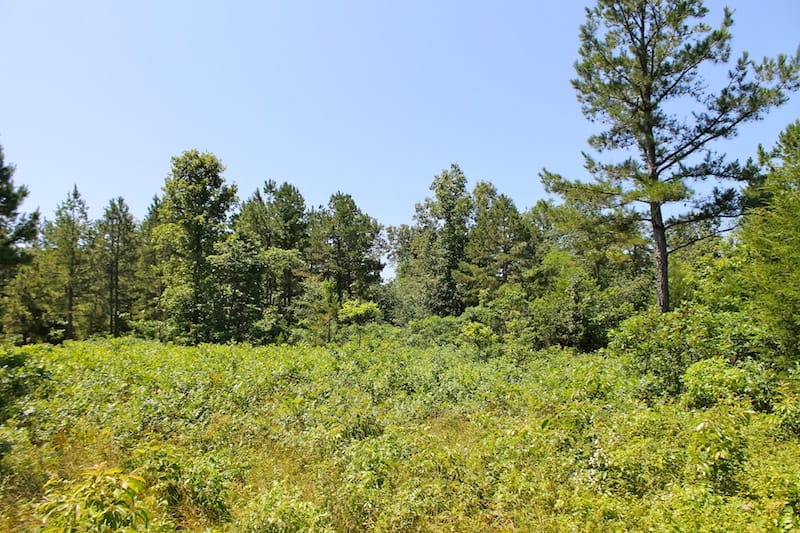 Green Mountain Ranch Tract 36 photo 5
