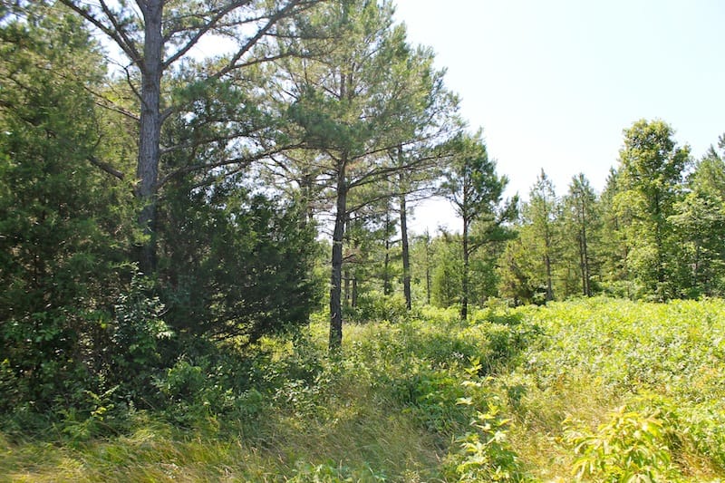 Green Mountain Ranch Tract 36 photo 6
