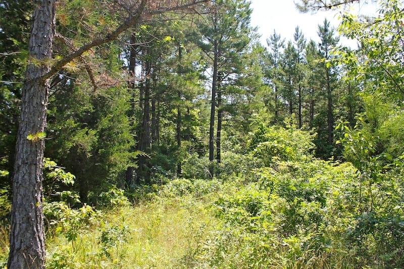 Green Mountain Ranch Tract 36 photo 7