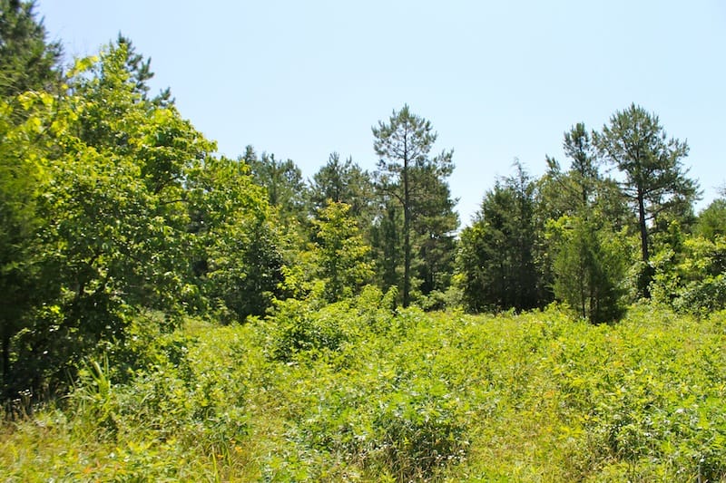 Green Mountain Ranch Tract 36 photo 8