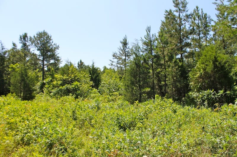 Green Mountain Ranch Tract 36 photo 9
