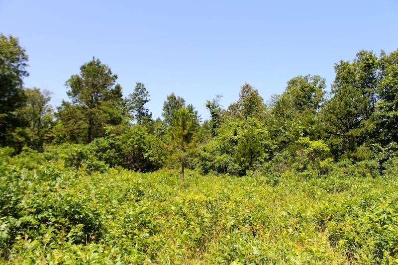 Green Mountain Ranch Tract 36 photo 10