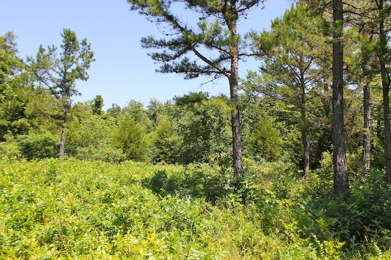 Green Mountain Ranch Tract 36 photo 11