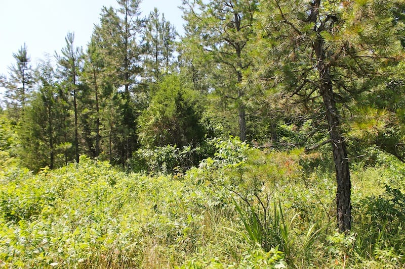 Green Mountain Ranch Tract 36 photo 12