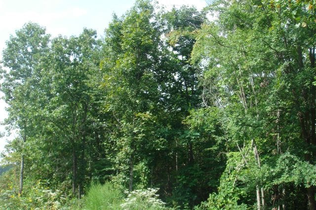 Sugartree Falls Tract 18 photo 4