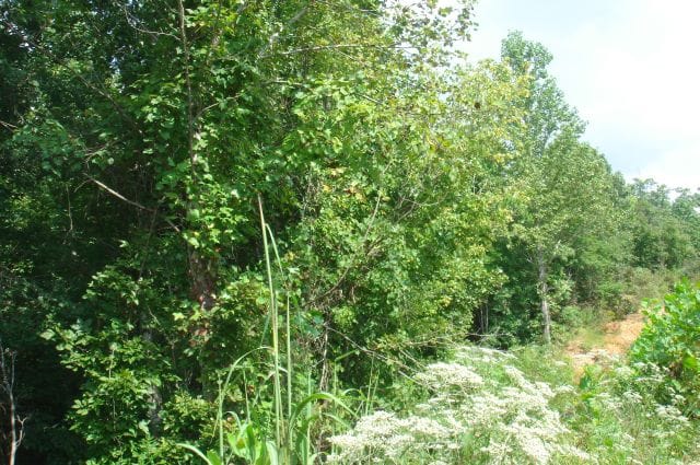 Sugartree Falls Tract 18 photo 5
