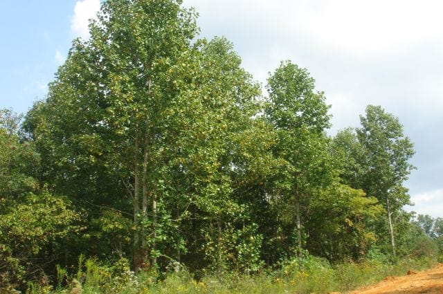Sugartree Falls Tract 18 photo 6