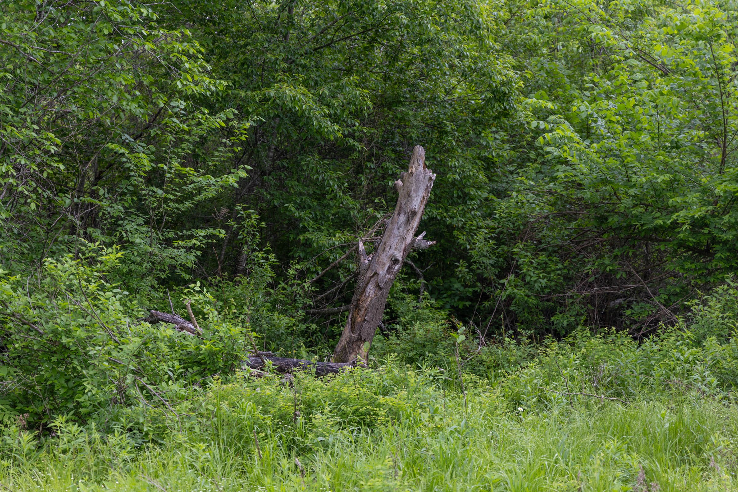 Sleepy Hollow Phase II Tract 104 photo 6