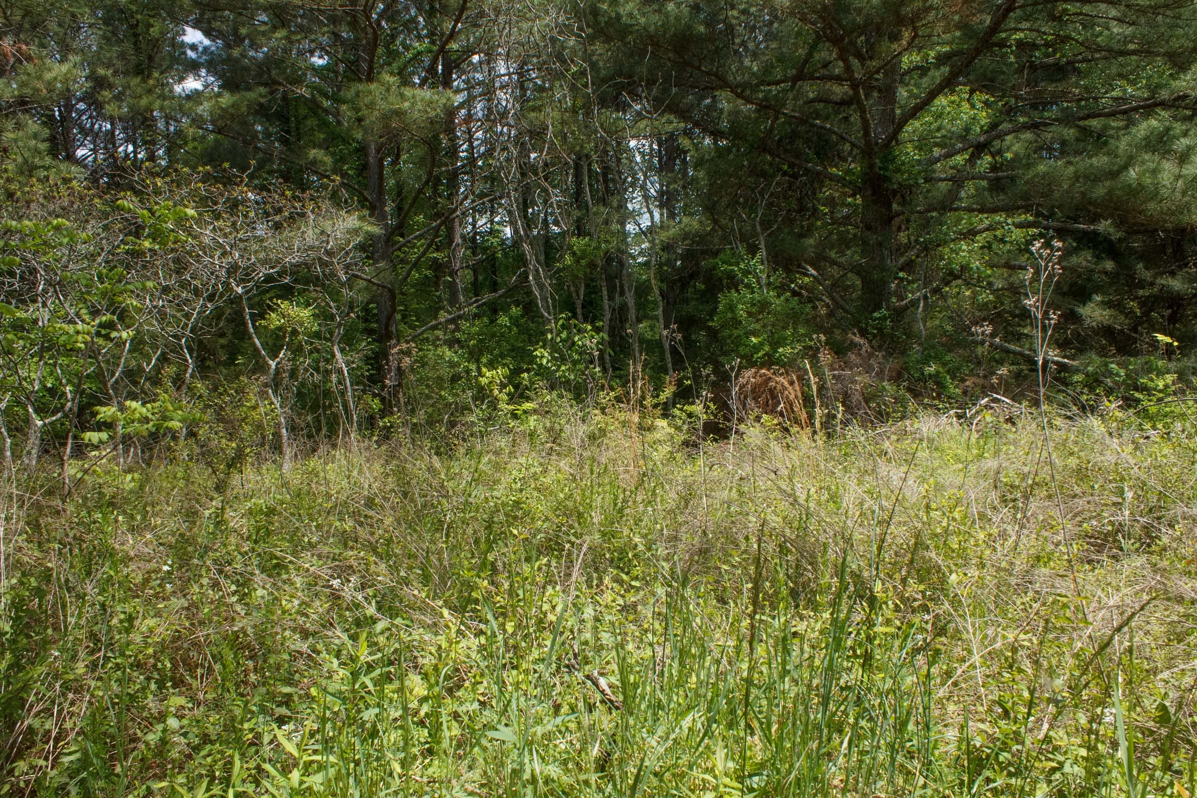 Riverbend Tract 29 photo 2