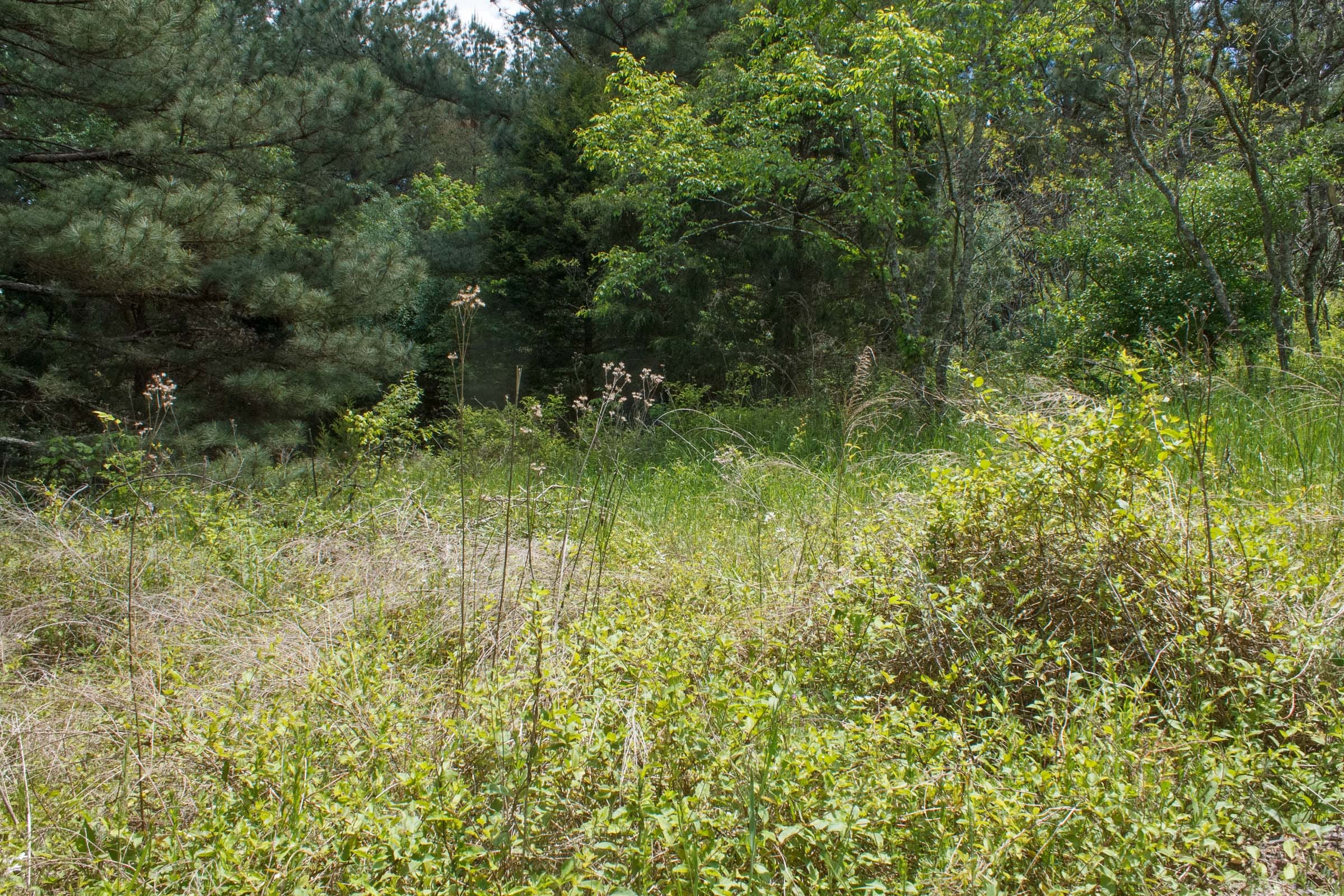 Riverbend Tract 29 photo 3
