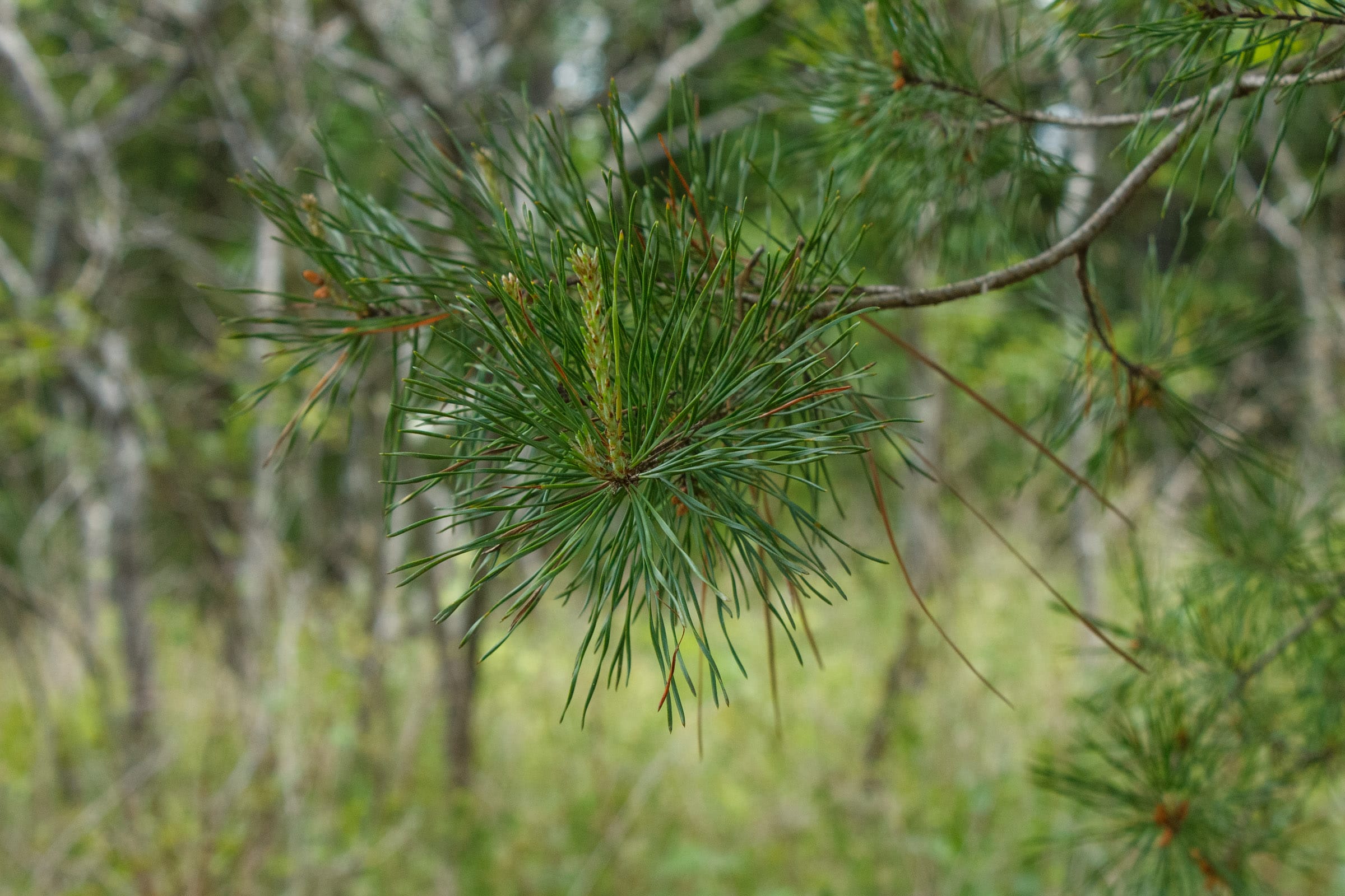Riverbend Tract 29 photo 6
