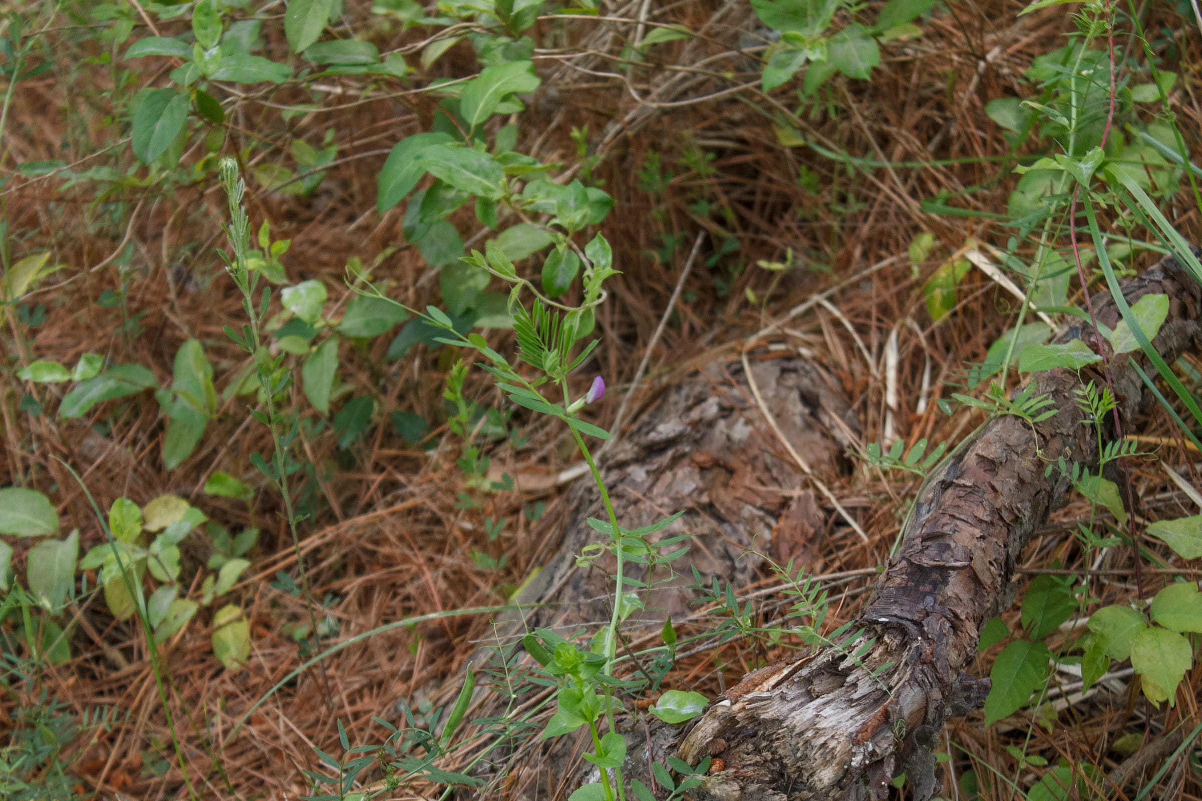 Riverbend Tract 29 photo 7