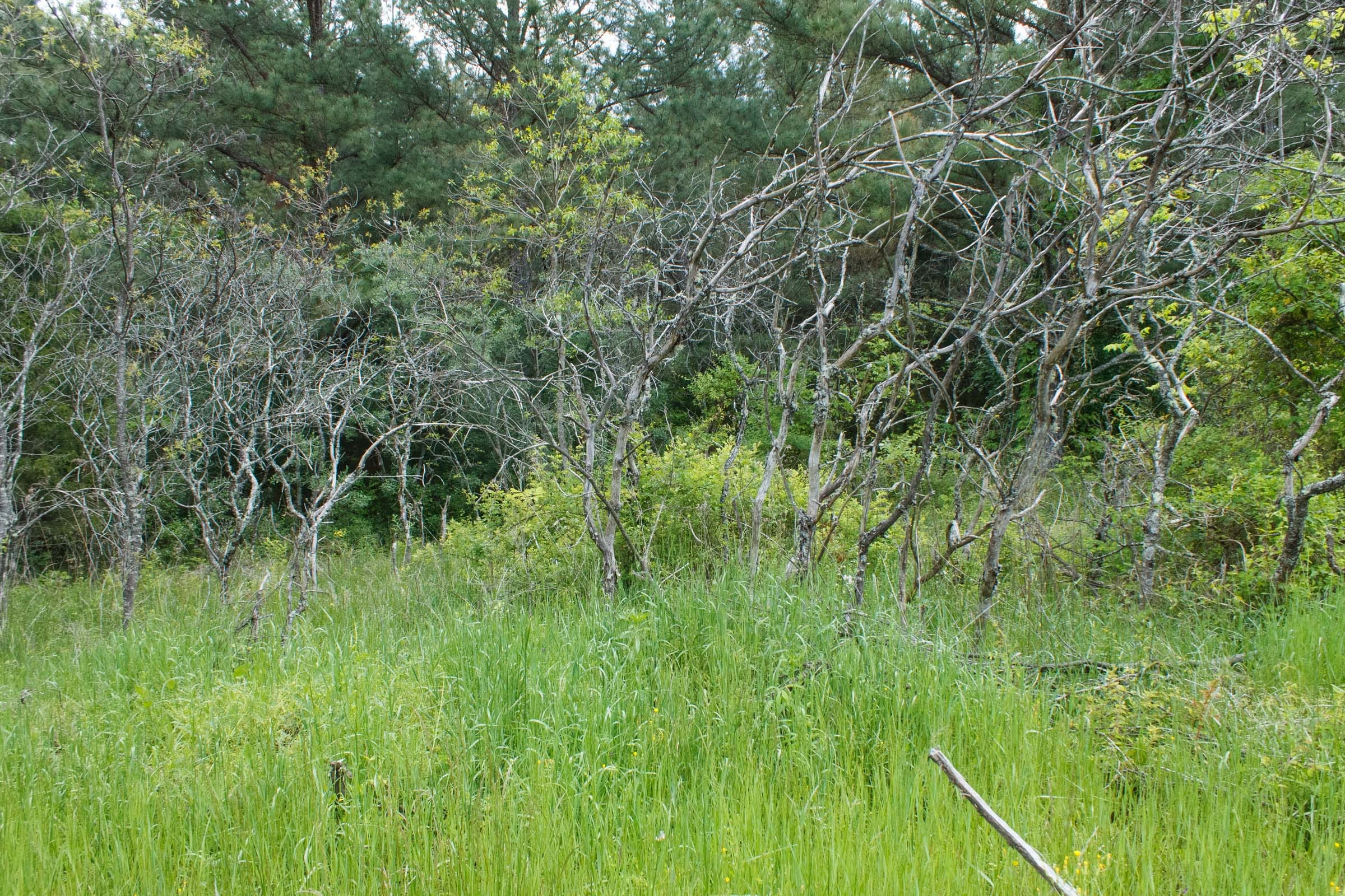 Riverbend Tract 29 photo 10