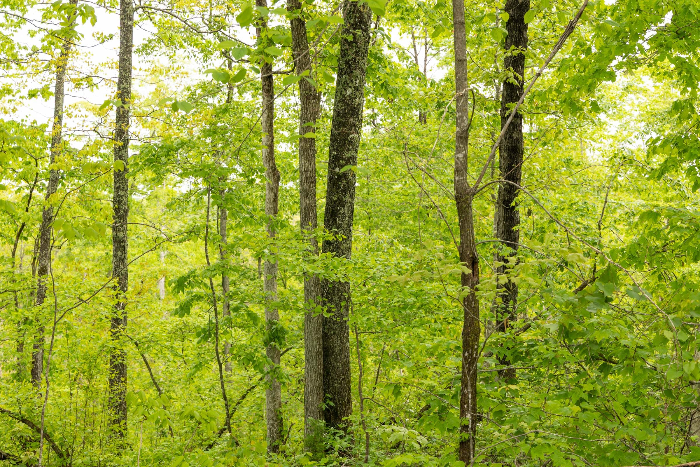 Stardust Estates Tract 35 photo 9