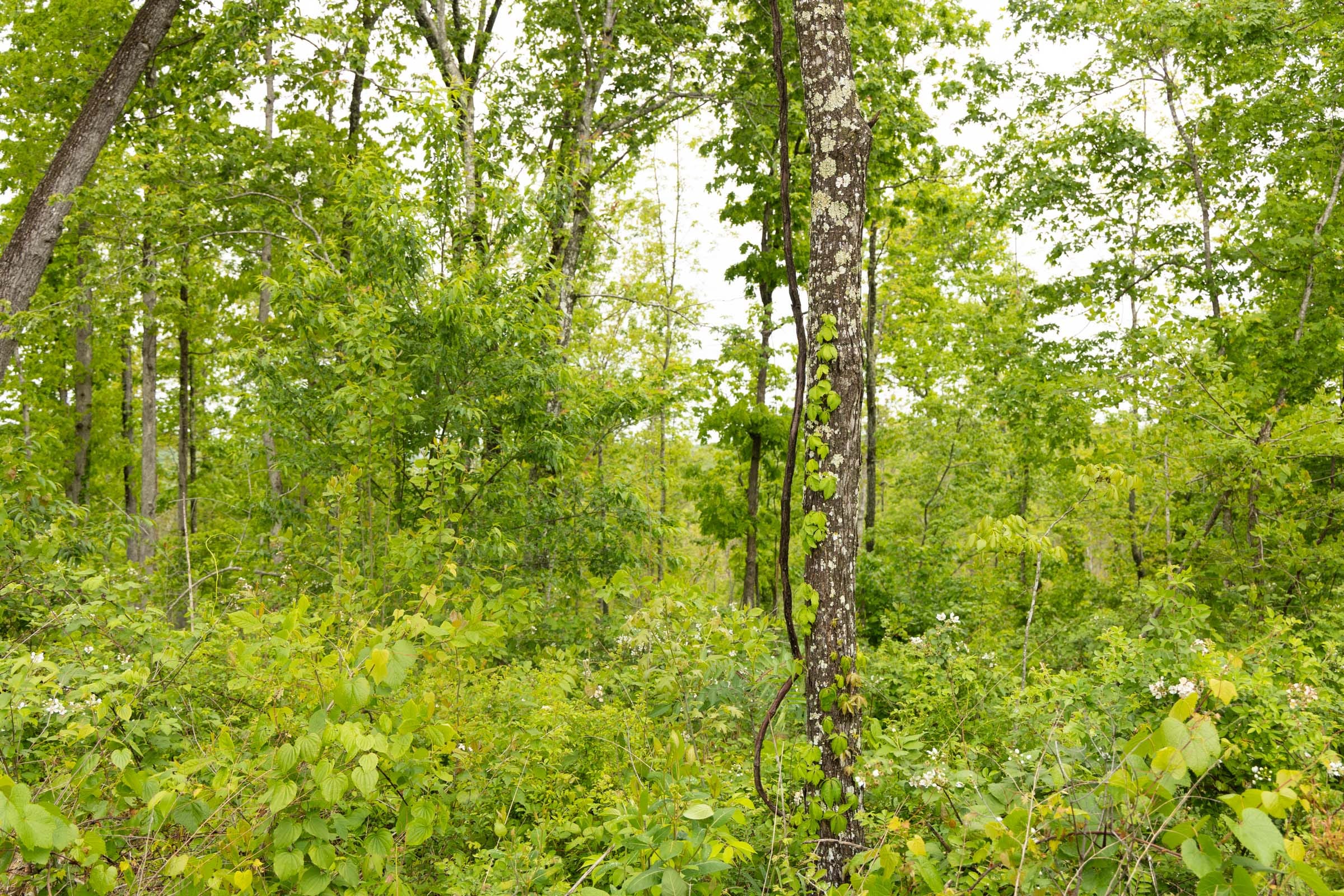 Stardust Estates Tract 35 photo 8