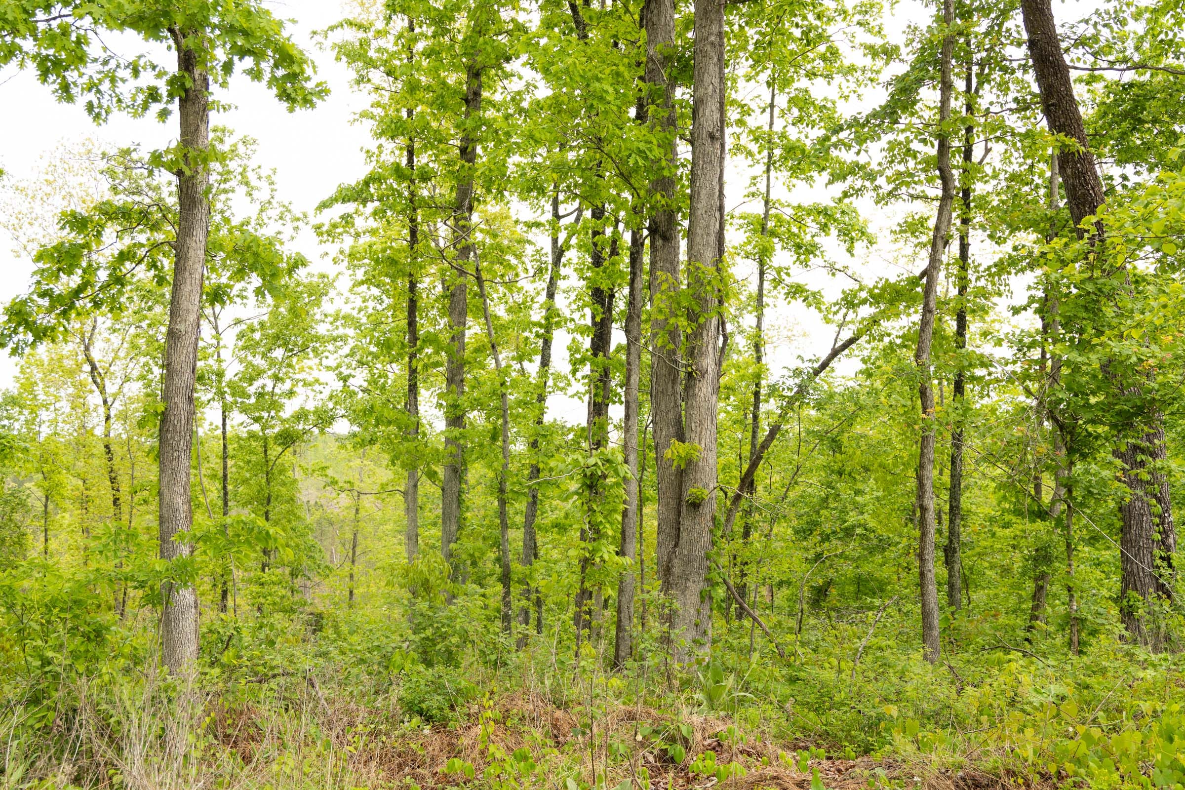 Stardust Estates Tract 35 photo 5