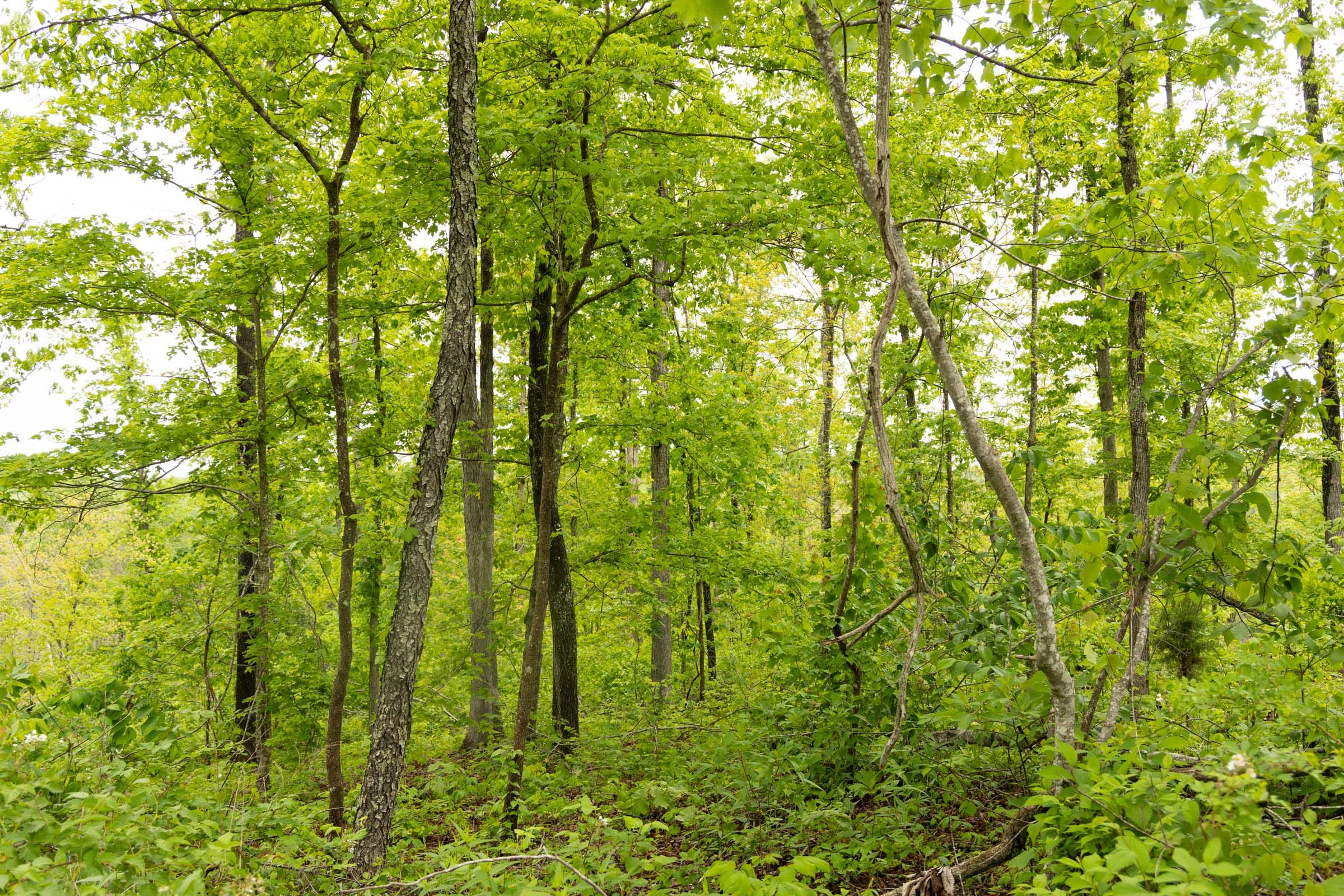 Stardust Estates Tract 35 photo 4