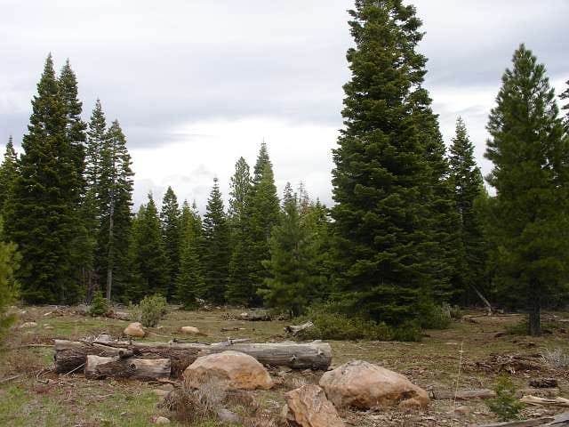 California Pines Tract 93 photo 3