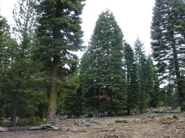 California Pines Tract 93 photo 5