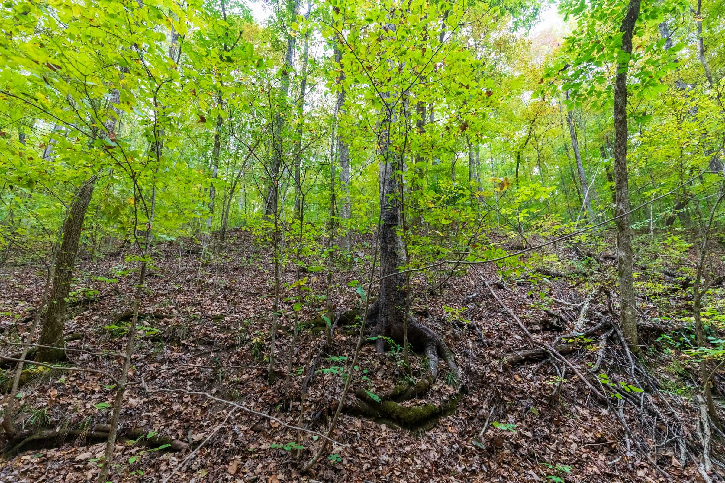 Copper Ridge Tract 4 photo 6