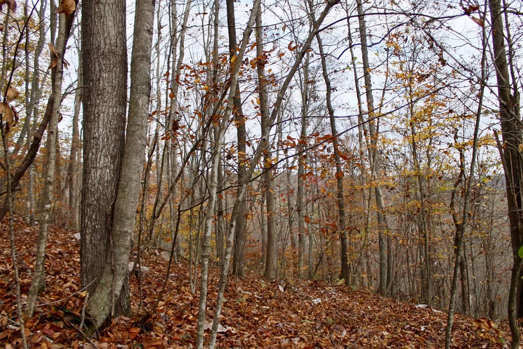 Autumn Ridge Tract 18 photo 4