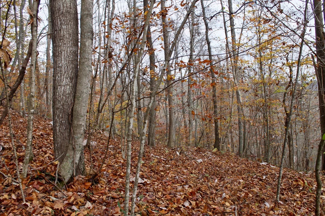 Autumn Ridge Tract 18 photo 5