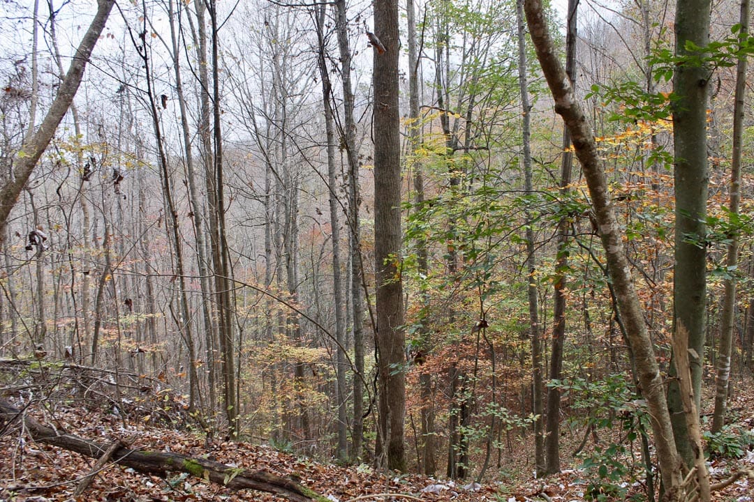 Autumn Ridge Tract 18 photo 6