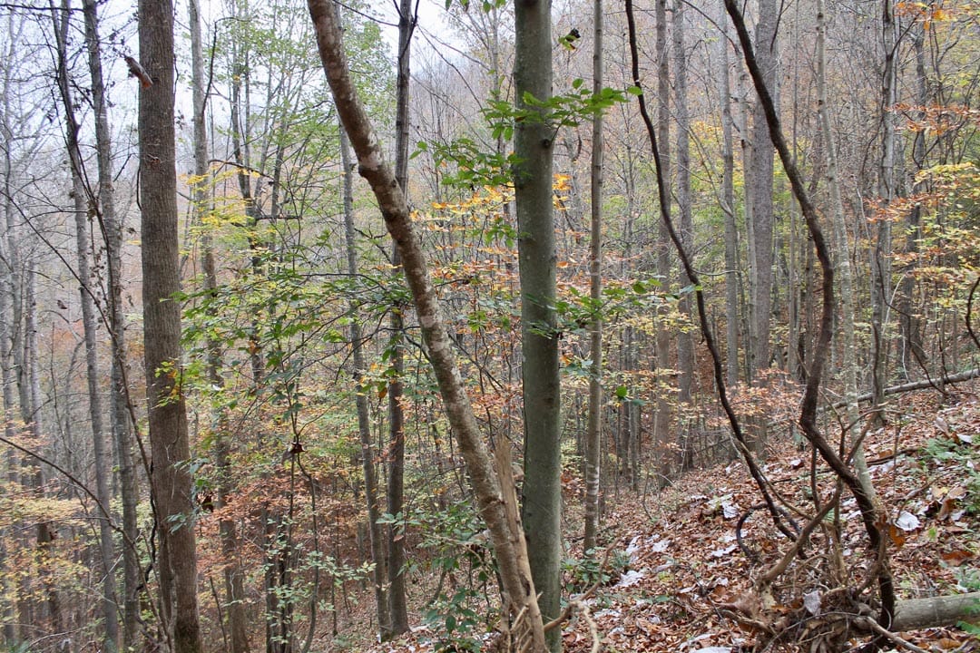 Autumn Ridge Tract 18 photo 11