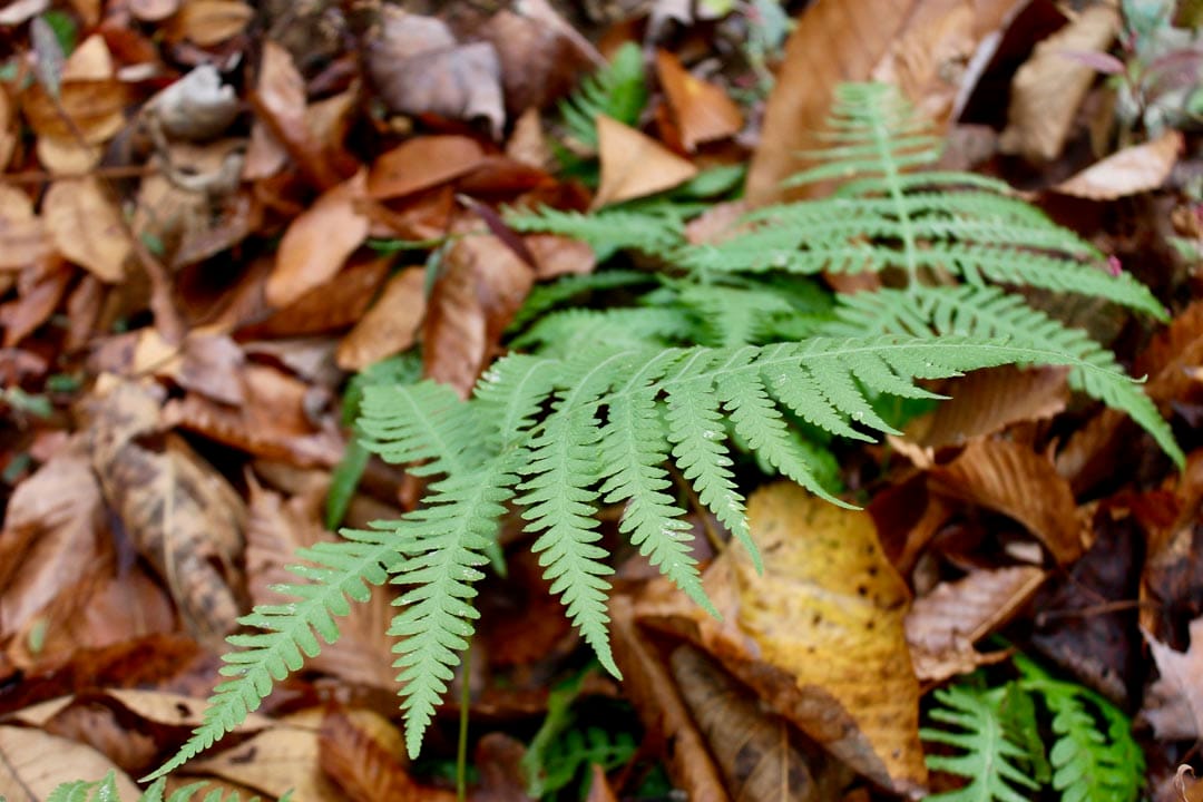 Autumn Ridge Tract 18 photo 8