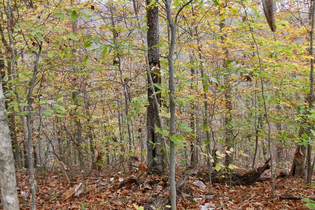 Autumn Ridge Tract 18 photo 9