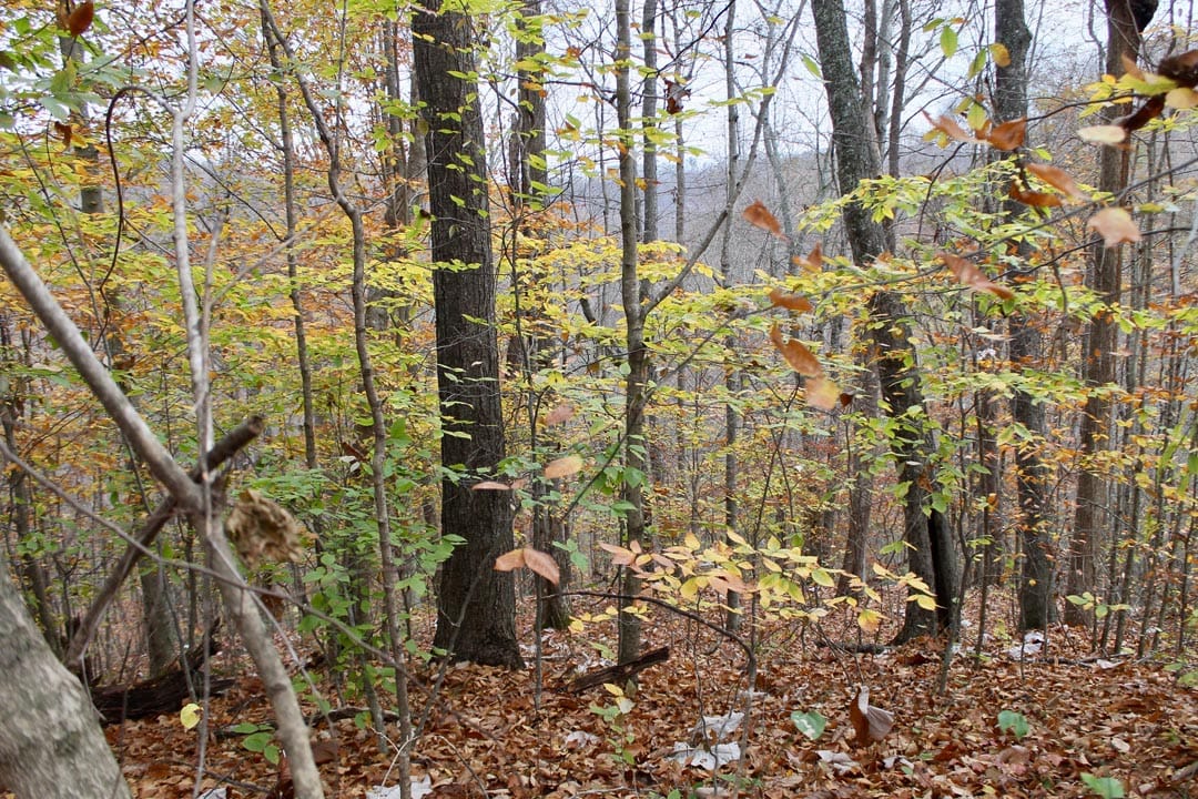 Autumn Ridge Tract 18 photo 10