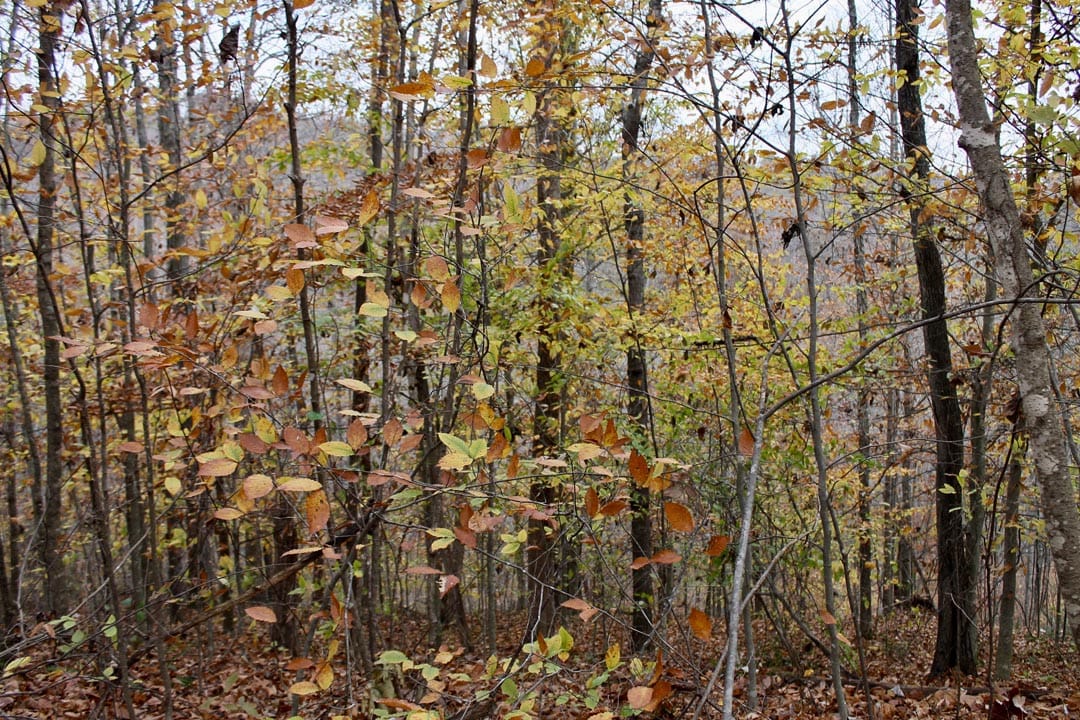 Autumn Ridge Tract 18 photo 12