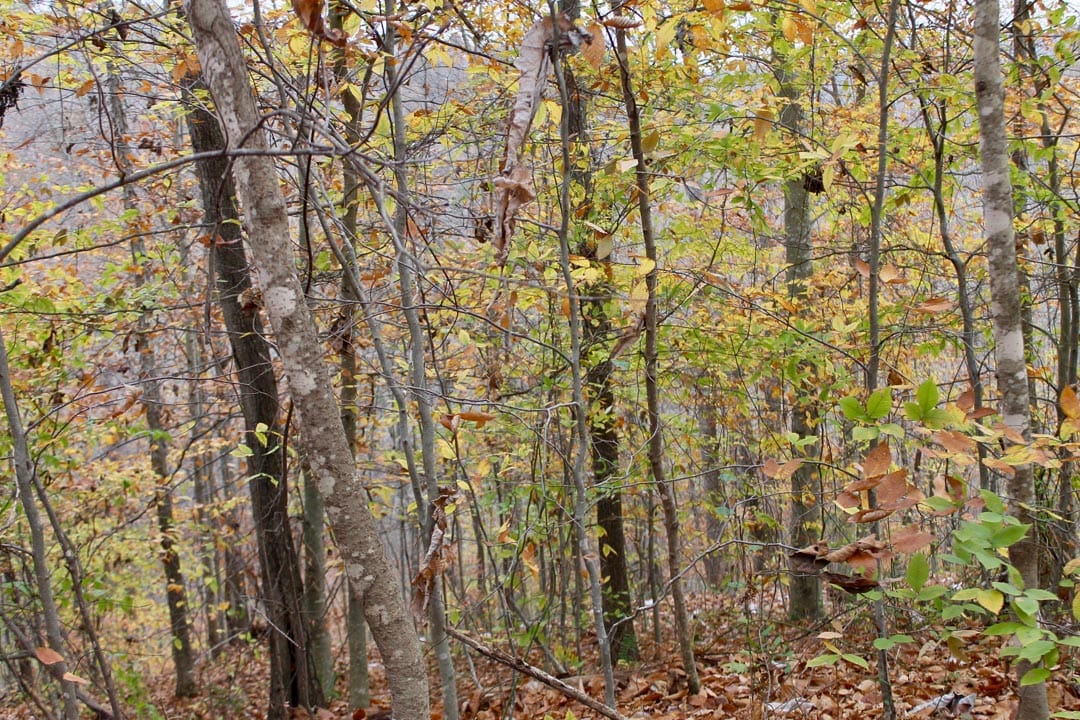 Autumn Ridge Tract 18 photo 13