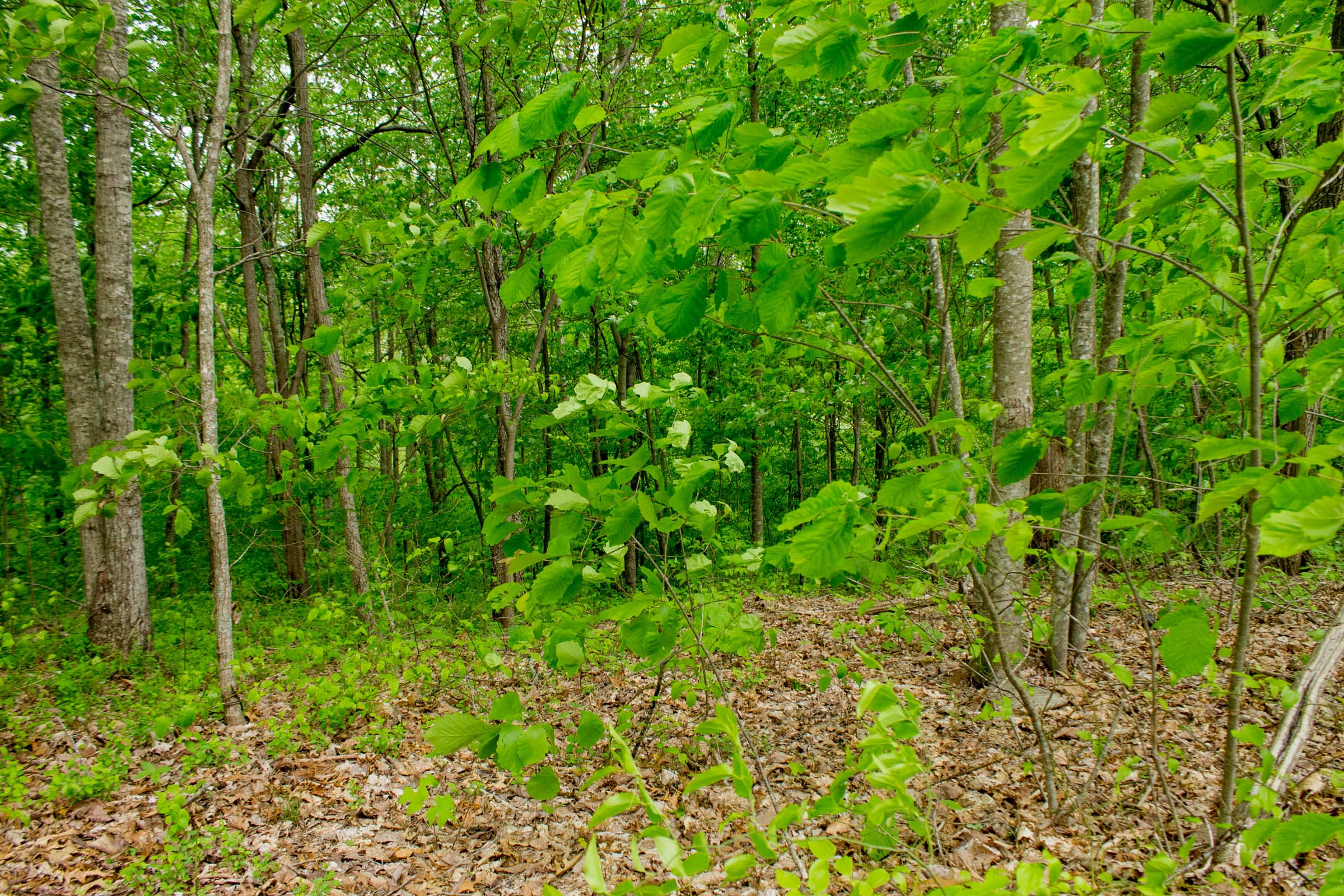 Trails End Tract 6 photo 3