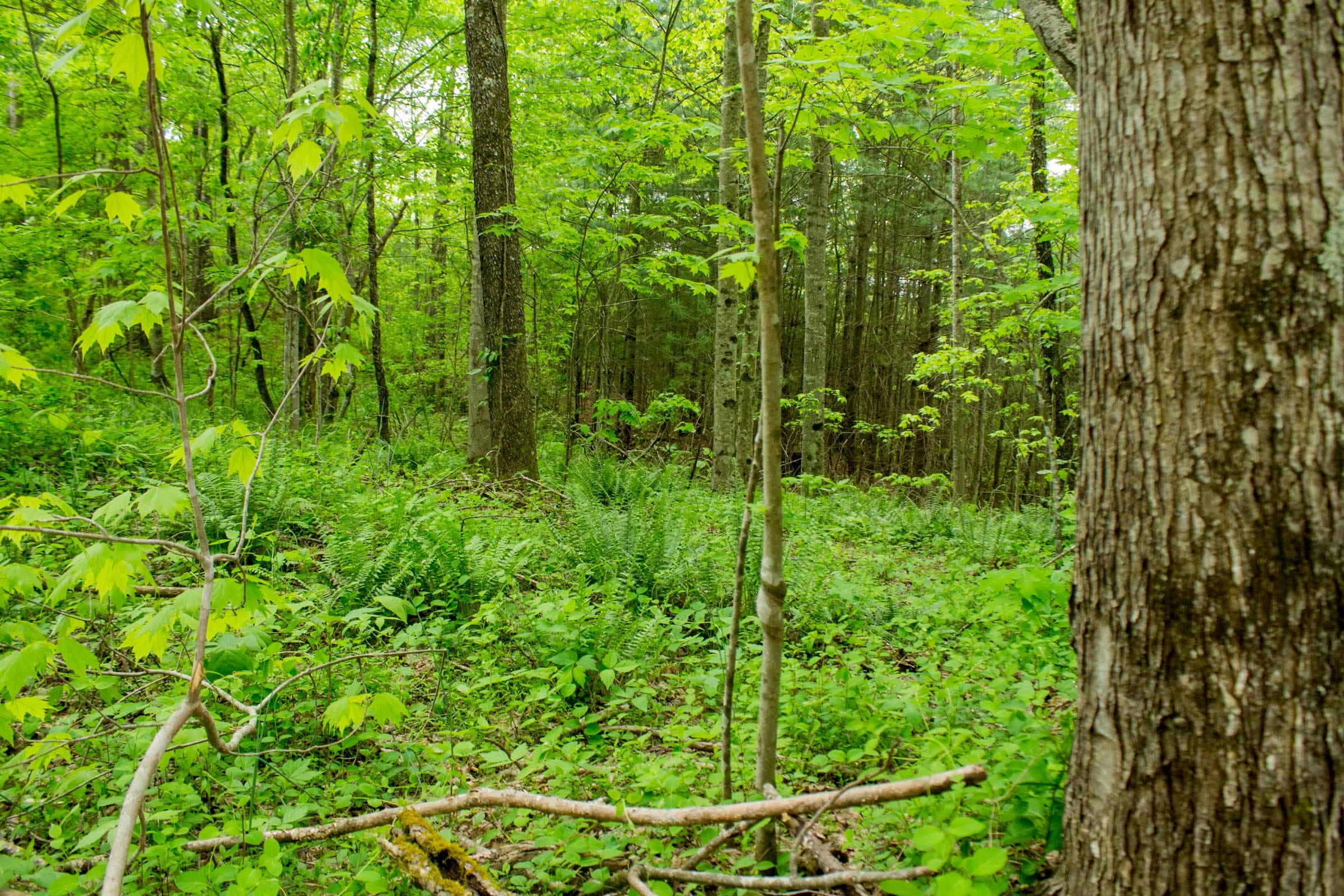 Trails End Tract 6 photo 12