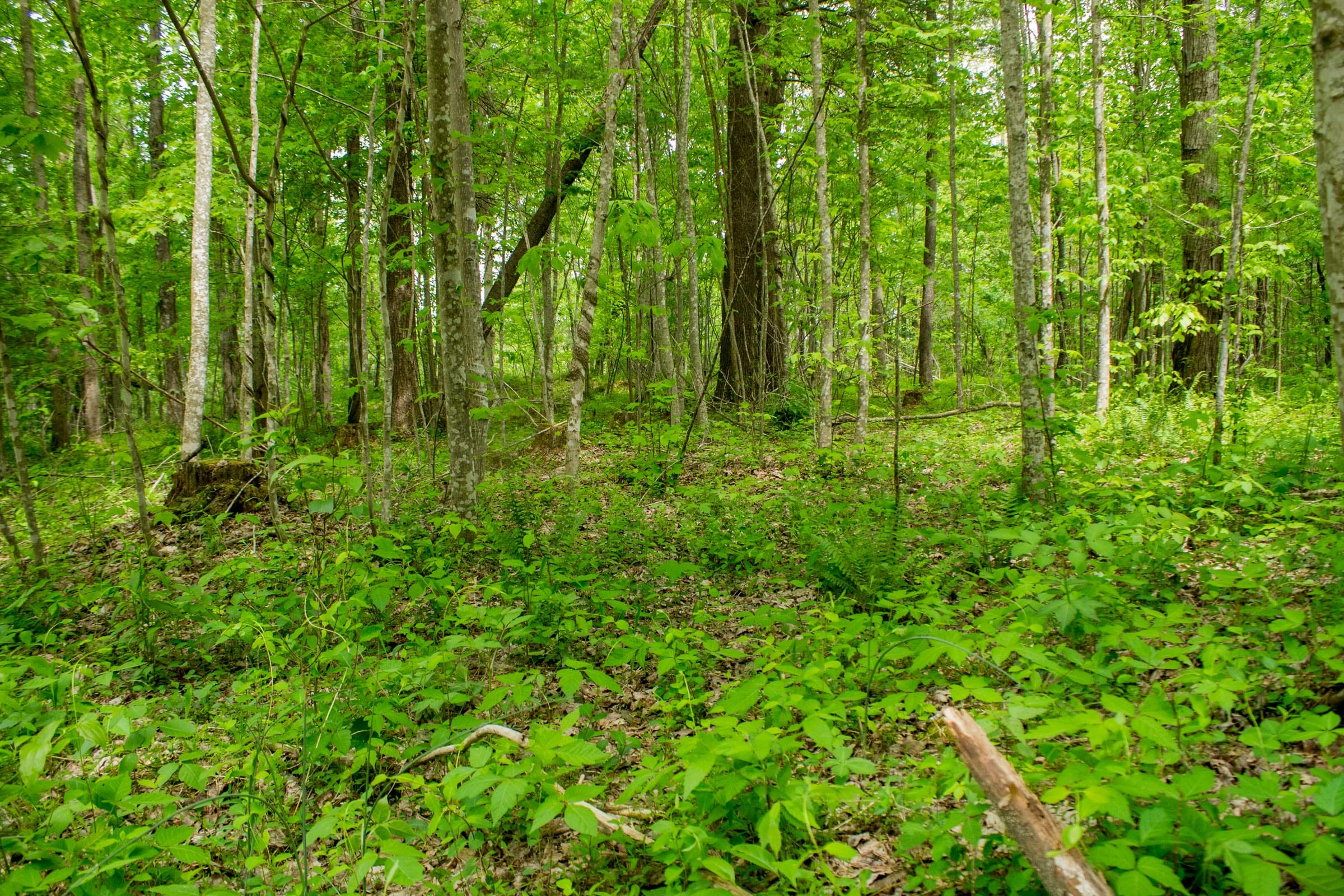 Trails End Tract 6 photo 14