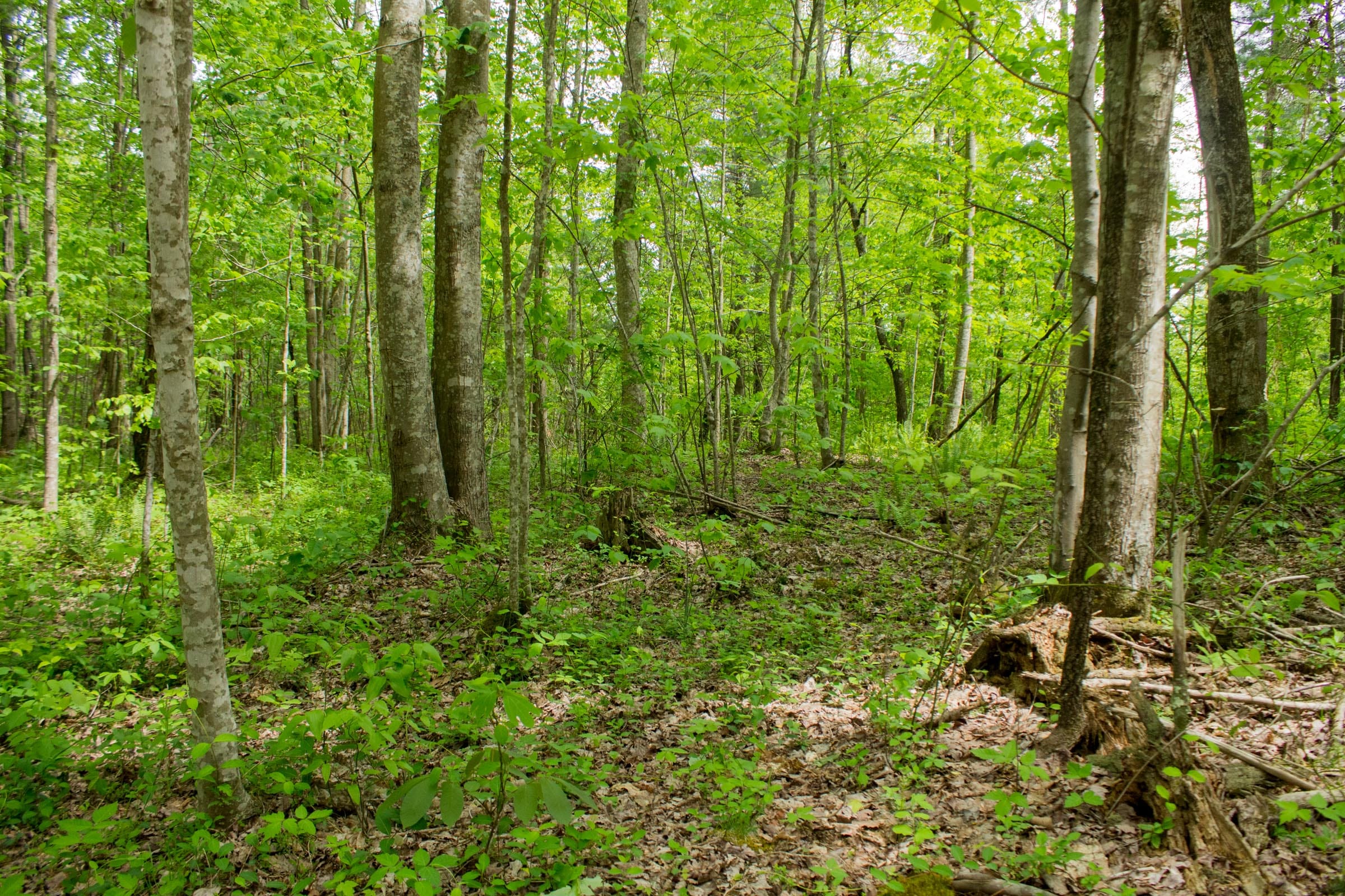 Trails End Tract 6 photo 15