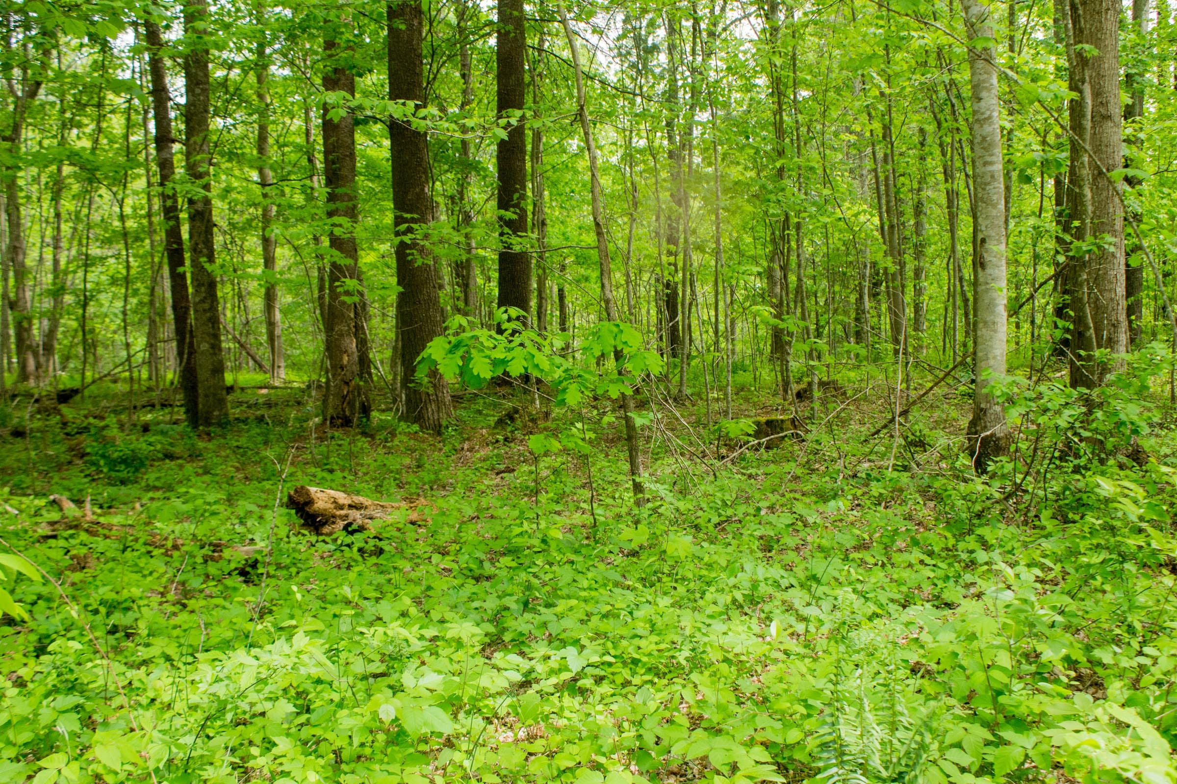 Trails End Tract 6 photo 17