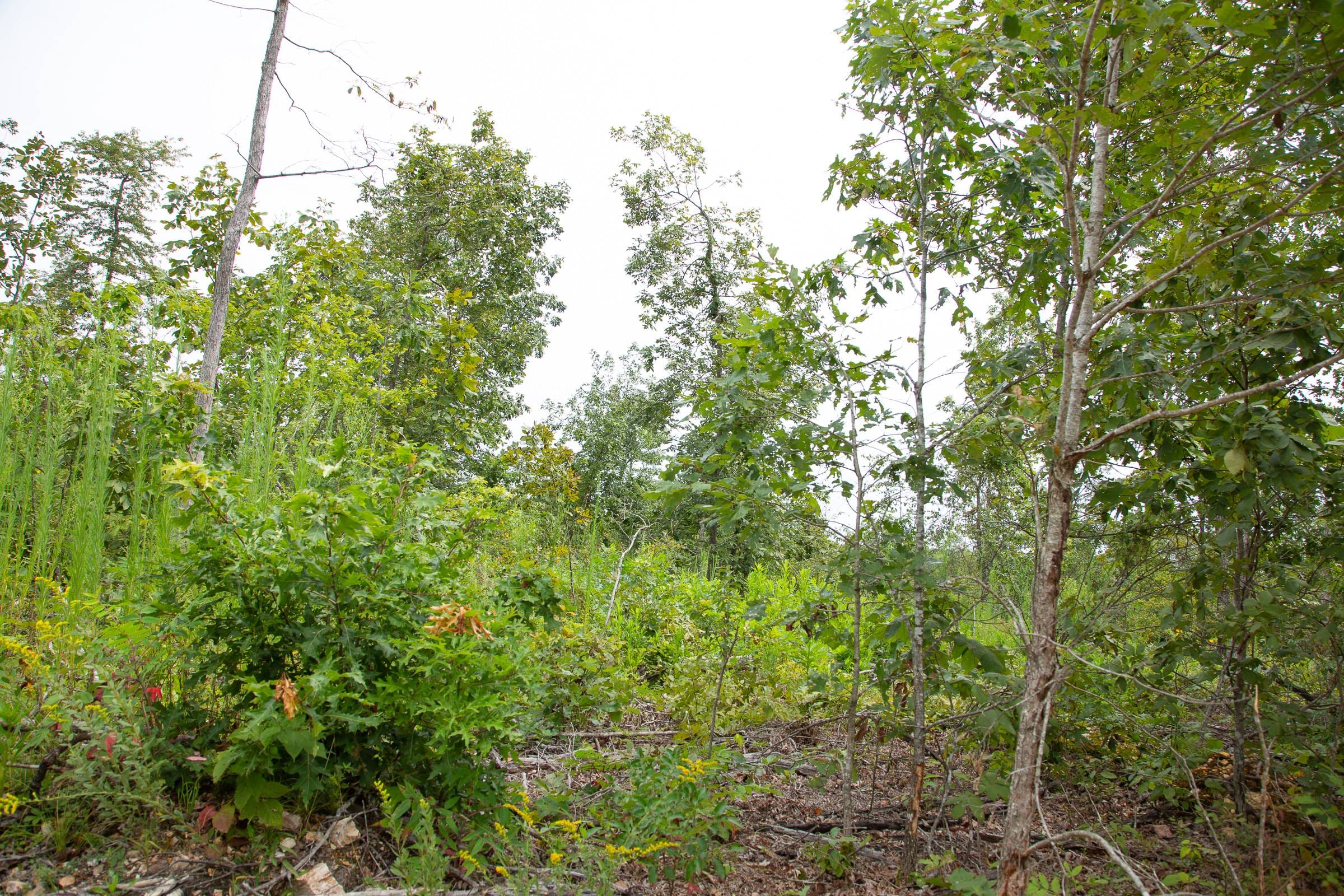 Borgmann’s Hollow Phase II Tract 47 photo 2